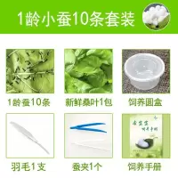 春蚕宝宝嫩桑叶喂蚕学生养蚕套装蚕宝宝活物1龄234龄现摘新鲜桑叶 1龄蚕宝宝10条套装(结白色蚕茧)