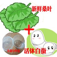 蚕宝宝活体套装新鲜桑叶七彩金丝彩色蚕卵蚕种春蚕子学生养蚕工具 10条小蚕送盒子送桑叶