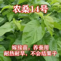 养蚕宝宝桑叶苗采摘桑叶鲜桑树苗强桑1号农桑14大十桑果摘新桑椹 农桑14号(0.5-1cm粗)1根