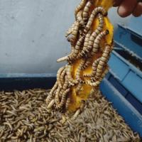 大麦虫活体黄粉面包虫金龙鱼八哥守宫画眉鸟虫子宠物饲料一斤 一斤大麦虫