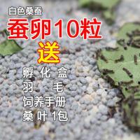 蚕宝宝蚕卵蚕籽蚕蛋蚕子桑蚕种天然彩丝春蚕养殖新鲜桑叶孵化 蚕卵10粒送孵化盒羽毛桑叶1包