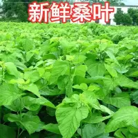 新鲜桑叶蚕宝宝桑树叶小蚕大蚕桑叶现摘小蚕特嫩叶蚕饲料 新鲜桑叶100克