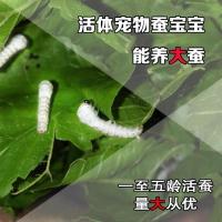 活蚕宝宝 金丝宠物彩色活体活白蚕12345龄蚕蛋学生蚕桑蚕包活活蚕 1龄金丝活蚕10条