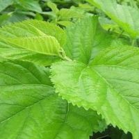 重庆新鲜桑叶养蚕宝宝大桑叶嫩桑叶桑茶现摘大小蚕嫩5/4/3/2/1斤 1斤装