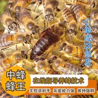 [秒发]中蜂王活体开产王处女王阿坝双色广东本地产卵王03 随机处女王(包活)