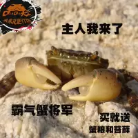 将军蟹 辣椒蟹水族螃蟹观赏蟹淡水螃蟹活体宠物蟹爬宠 相手蟹 1只将军蟹(残品不包活)