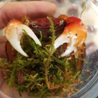 相守蟹相手蟹观赏宠物水族微景观活体野生 相守蟹1只大小随机