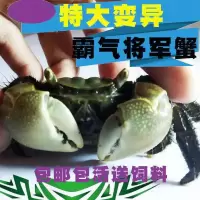 将军蟹 辣椒蟹水族螃蟹观赏蟹淡水螃蟹活体宠物蟹爬宠 相手蟹 一只将军蟹不包活