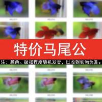 泰国斗鱼观赏鱼好养马尾狮王半月母斗鱼清道鱼夫热带鱼活体宠物鱼 随机马尾公 一条