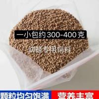 牛蛙蝌蚪活体两栖爬宠幼蛙中蛙四脚仔蝌蚪苗提供技术精品水族宠物[8月13日发完] 饲料套餐一包