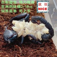 宠物蝎子亚洲雨林蝎超大黑蝎子学生宠物新手爬宠可上手送饲养套装 雨林蝎幼体2-3厘米一只 无套装