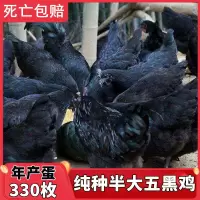 正宗农家五黑鸡半大五黑一绿乌骨鸡活体[8月18日发完] 五黑鸡饲料