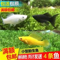 胎生鱼活体观赏鱼黑玛丽鱼皮球玛丽鱼月光鱼热带鱼宠物鱼小型活体 玛丽三色混装3送1备损