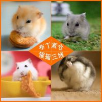 仓鼠活物宠物金丝熊活体三线布丁紫仓情侣小仓鼠一只宠物宝宝幼崽 三线 公