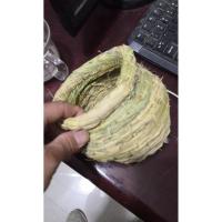 送草窝宠物鸟迷你灰白珍珠黑白文鸟家养宠物小鸟小型观赏鸟[8月31日发完] 繁殖草窝 送墨鱼骨