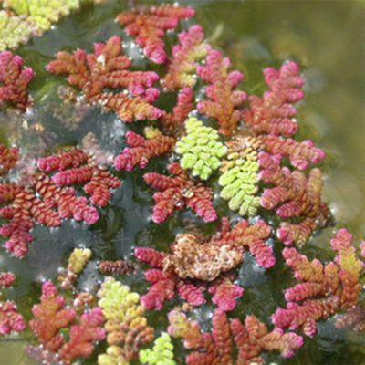 鱼缸水草浮萍造景水族箱龟缸活体水生植物浮草微景观净化水质 珊瑚萍200颗