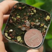 迷你绿植姬虎耳草姬雪之下微型盆栽造景素材日本品种素养山野草 幼苗现量体验款