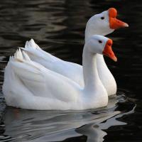 小鹅批发小鹅活体大量批发三花鹅四季鹅白狮头鹅白鹅[8月28日发完] 优质速长大白鹅苗1只(要满10才发)