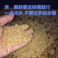 大麦虫活体面包虫活虫超级鲜活黄粉虫宠物饲料净重 麦麸2斤 中通