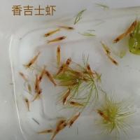 包活90只观赏虾 大极火虾 集火虾 黑壳虾活虾樱花虾鱼缸草缸 小香吉士25只再多备5只