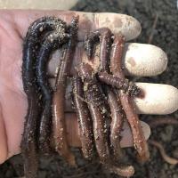 鲜活土蚯蚓大号1斤约40-50条万能诱饵钓鱼饵料广东发货省内隔天到 小号35条