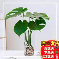 龟背竹大型盆栽室内客厅水培植物开背大叶吸甲醛净化空气四季常青 [赚到了]1颗40cm高龟背竹买2送 不含盆