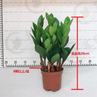 金钱树招财盆栽客厅办公室内桌面绿植净化空气发财树琴叶榕万年青 简易原盆