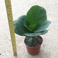 琴叶榕盆栽大小橡皮树绿植橡胶榕花卉绿色植物客厅办公室耐阴植物 小琴叶榕1盆 高约20cm