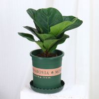 琴叶榕四季常青盆栽室内花卉绿植 吸甲醛净化空气北欧风棒棒糖ins 15-25m 高(琴叶榕) 不含盆