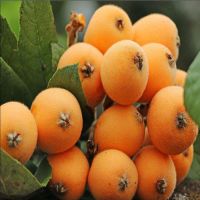 正宗大五星枇杷苗嫁接当年结果早钟6枇杷树苗琵琶无核小南方种植 大五星枇杷1棵(果大 肉厚) 两年苗:60-69CM 原土