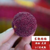 杨梅树苗嫁接特大东魁水果木盆栽南北方种植批发庭院常绿室外耐寒 东魁杨梅【1棵】 带叶带泥40-50cm