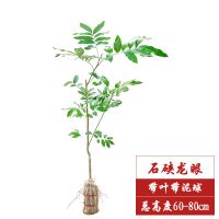 龙眼树苗南方种植盆栽四季水果木桂圆广西庭院批发常青石硖储良北 石硖2年苗[特惠1棵]