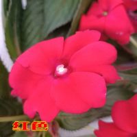 非洲凤仙花盆栽七彩凤仙大苗庭院阳台办公室内植物四季花卉带花苞[8月16日发完] 大红色 不含盆