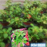 非洲重瓣凤仙花盆栽花苗 带花苞水梅花盆栽花苗四季开花满45包 苗情图9CM盆 带盆栽好