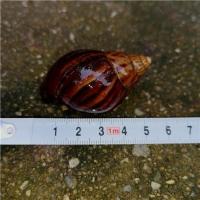 特大新款一个巨型褐云玛瑙螺 非洲蜗牛学生观察教学专用宠物 非洲蜗牛5厘米一只