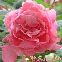 茶花凤仙花种子重瓣指甲花春秋四季开花庭院室内阳台盆栽花卉种籽 粉茶花凤仙 30粒简装送生根粉