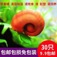 苹果螺观赏螺鱼缸清洁除藻螺草缸工具螺水族淡水宠物蜗牛活体 苹果螺25送5备损