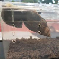 宠物蜗牛钙土钙沙蜗牛饲养沙蜗牛饲养土椰土白玉蜗牛学生科学课 钙土500克装