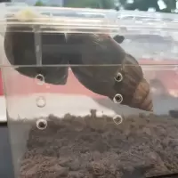 宠物蜗牛钙土钙沙蜗牛饲养沙蜗牛饲养土椰土白玉蜗牛学生科学课 钙土500克装