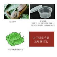 蜗牛活体宠物学生科学课实验观察小蜗牛科普套装灰巴蜗牛 2只蜗牛