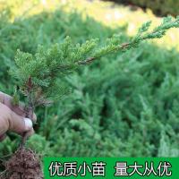 迎客松地柏盆栽铺地柏造型盆景庭院柏树苗耐寒耐寒四季常青绿化苗 地柏自然苗15cm小苗 1颗装（不含盆）