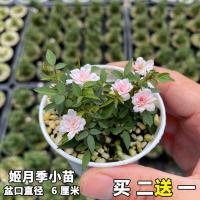 [买二送一]日本姬月季姬乙女超微蔷薇迷你微型盆景四季开花盆栽 姬月季小苗(拍2发3)