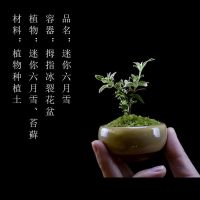 金边六月雪掌中盆景迷你创意绿植苔藓微型开花小盆栽办公室桌摆件 拇指盆套餐(六月冰裂)