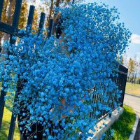 超大束天然满天星干花鲜花客厅装饰真花鲜花永生花论斤 天空蓝 迷你版5-9支