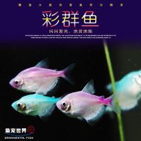 观赏鱼彩裙鱼黑裙鱼淡水鱼热带鱼活体小型彩群鱼灯火鱼彩色群游鱼 彩群鱼5条[3-4cm]+1条报损