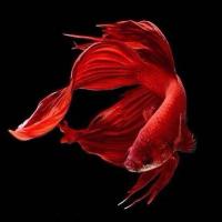 泰国斗鱼马尾狮王半月母斗鱼观赏鱼热带鱼活体宠物淡水鱼小型鱼 随机马尾公1条