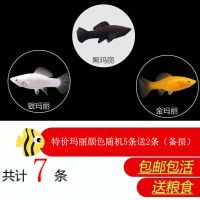 热带鱼玛丽鱼胎生鱼观赏鱼皮球鱼活体淡水繁殖鱼小鱼丽丽鱼皮球鱼 特价玛丽5送2(备损)颜色随机