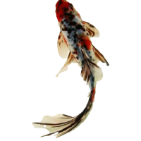 观赏鱼五花鲫鱼花鲫鱼花草金鱼好养的鱼耐活的鱼活体冷水鱼[8月15日发完] 4-5厘米1条+饲料