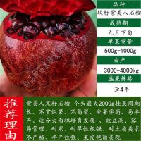 石榴树苗突尼斯软籽庭院果树盆栽地栽当年结果南北方甜特大石榴苗 10年壮苗(带土带叶发货) 黑美人