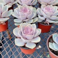 七彩稀有多肉植物批发老桩好养高档花卉绿植盆栽大颗桃蛋法师肉肉 紫丁香381